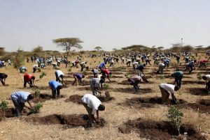 Services Planting Trees 300x201